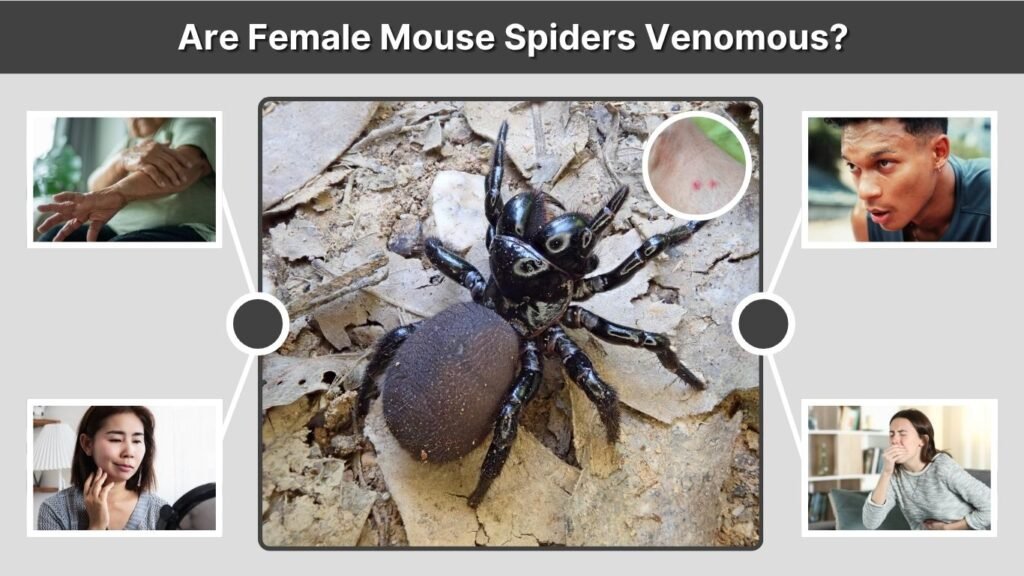 Are Female Mouse Spiders Venomous?