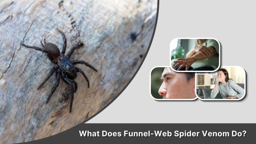 What Does Funnel-Web Spider Venom Do?