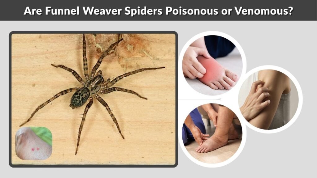 Are Funnel Weaver Spiders Poisonous or Venomous?