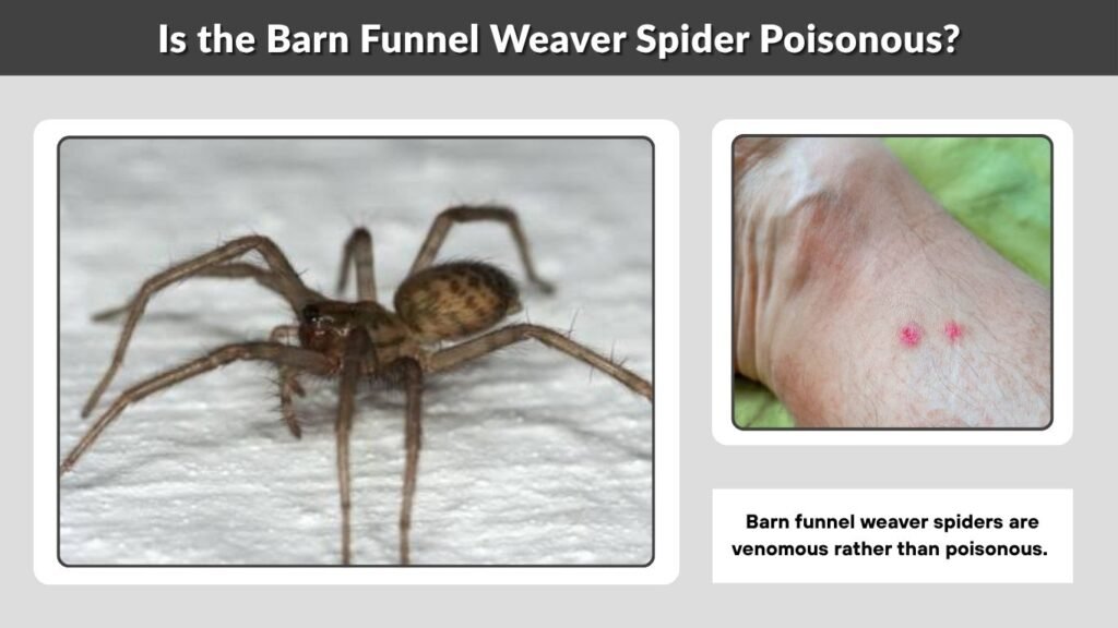 Is the Barn Funnel Weaver Spider Poisonous?