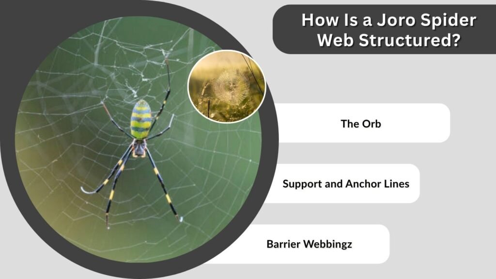 How Is a Joro Spider Web Structured?