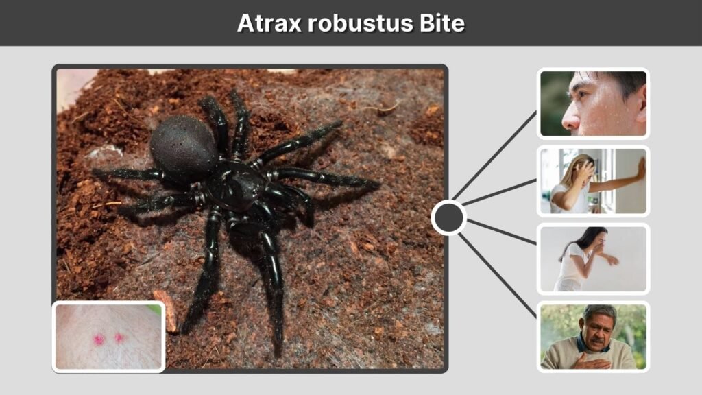 Atrax robustus Bite