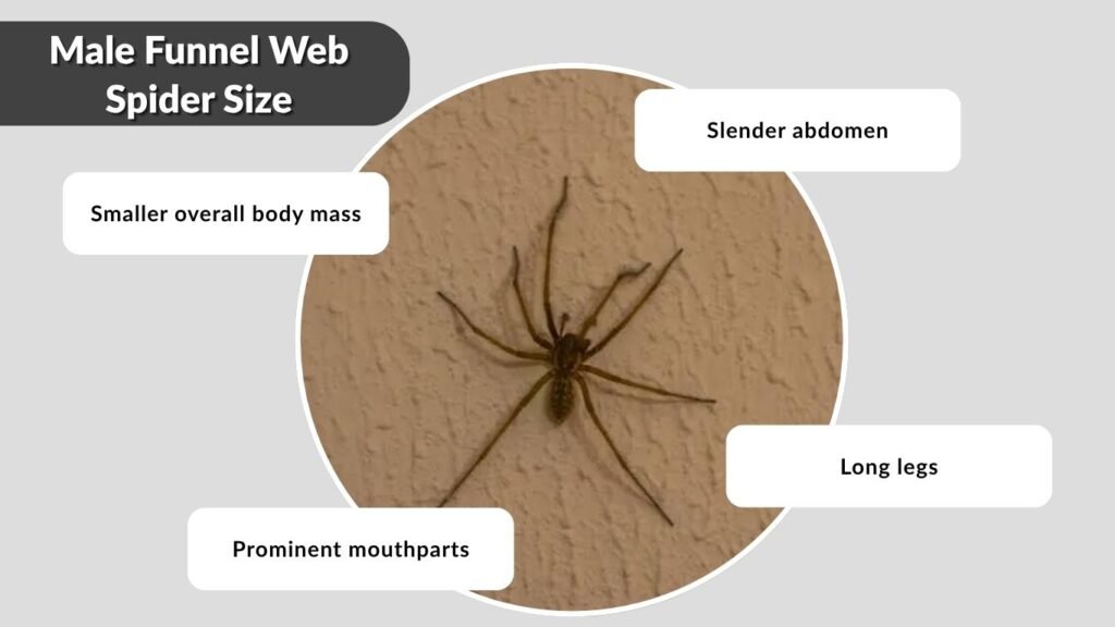 Male Funnel Web Spider Size