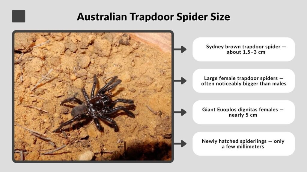 Australian Trapdoor Spider Size