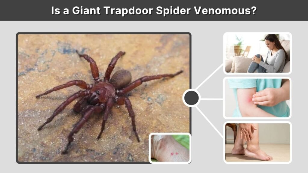 Is a Giant Trapdoor Spider Venomous?