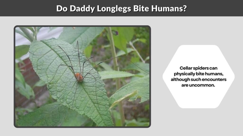 Do Daddy Longlegs Bite Humans?