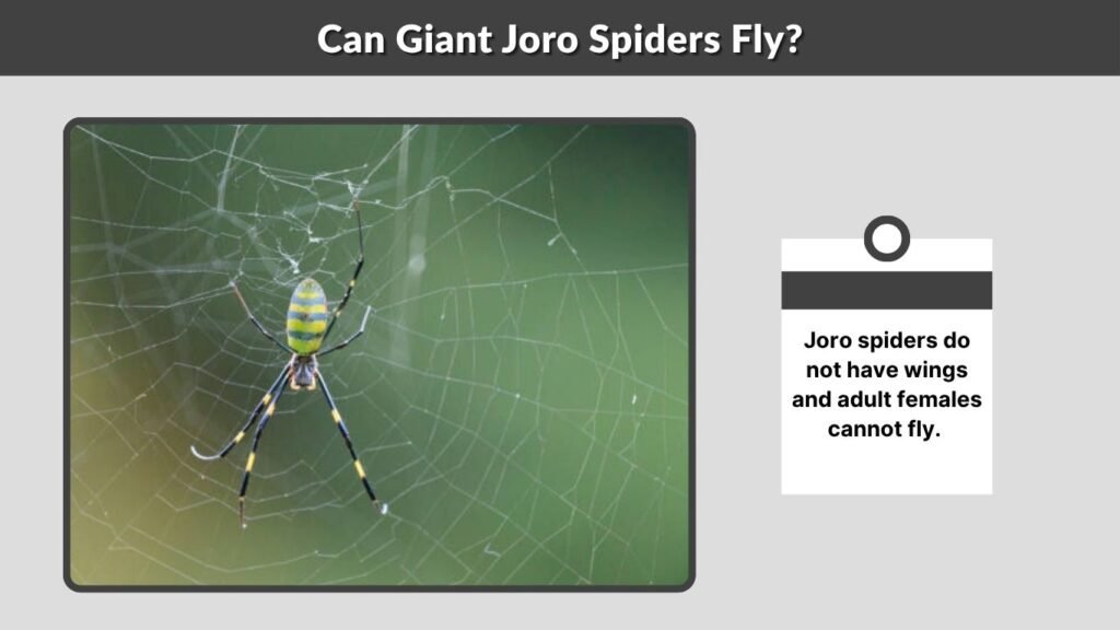 Can Giant Joro Spiders Fly?