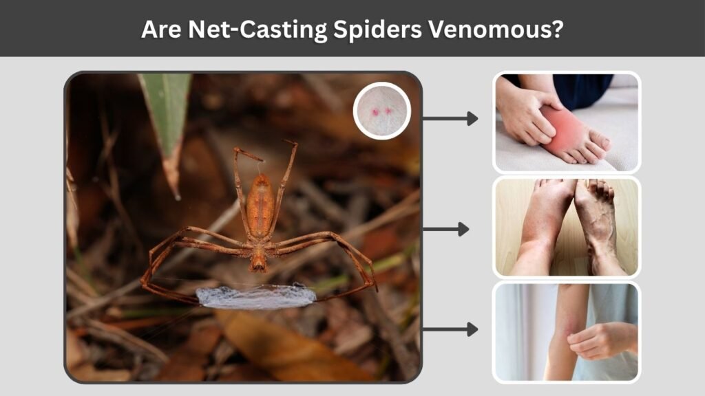 Are Net-Casting Spiders Venomous?
