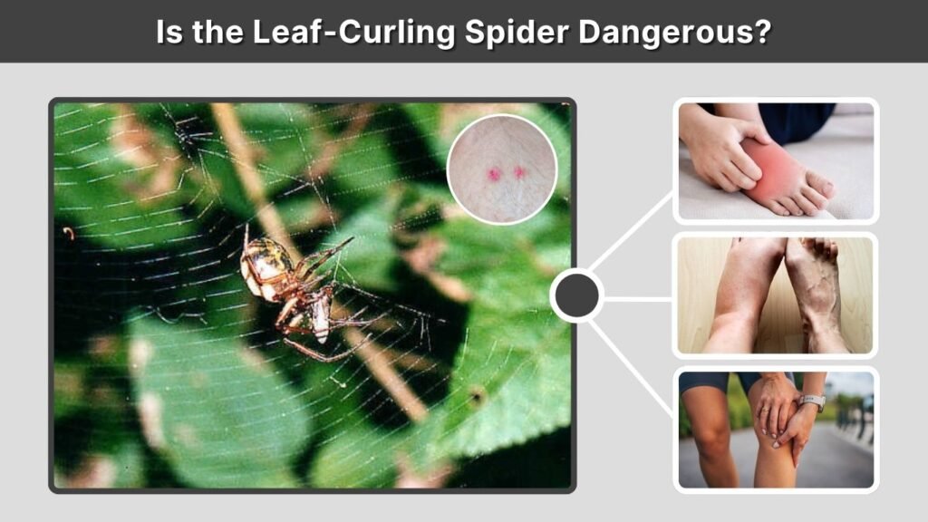 Is the Leaf-Curling Spider Dangerous?
