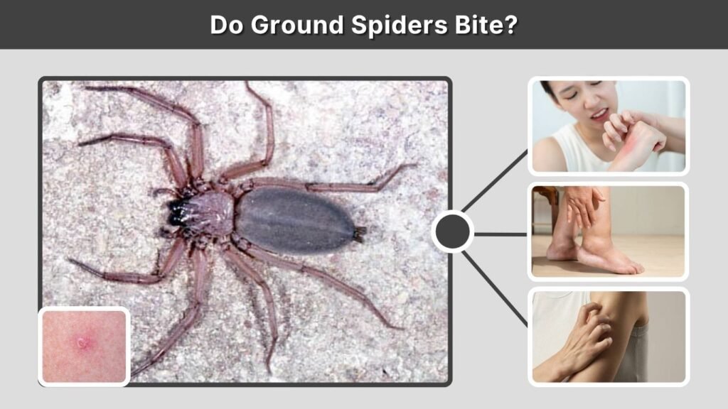 Do Ground Spiders Bite?
