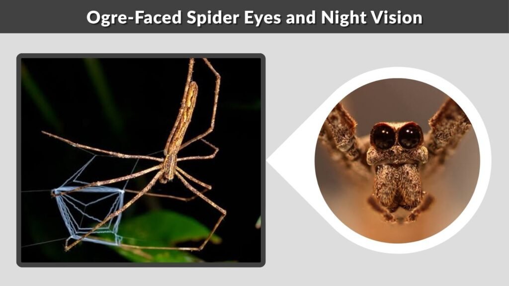Ogre-Faced Spider Eyes and Night Vision