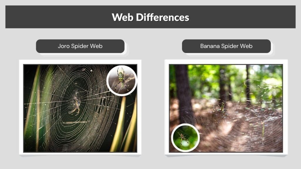 Web Differences