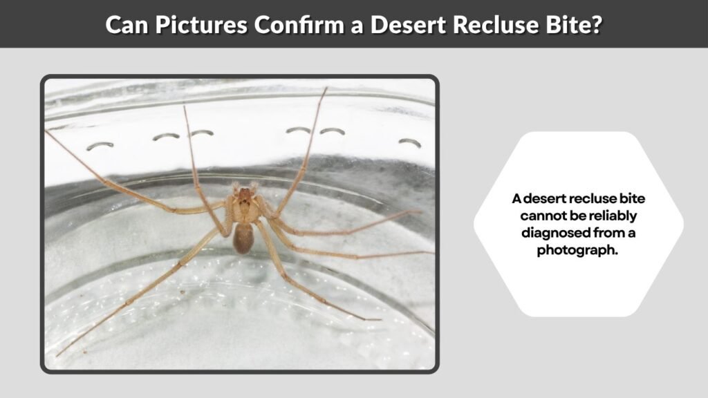 Can Pictures Confirm a Desert Recluse Bite?