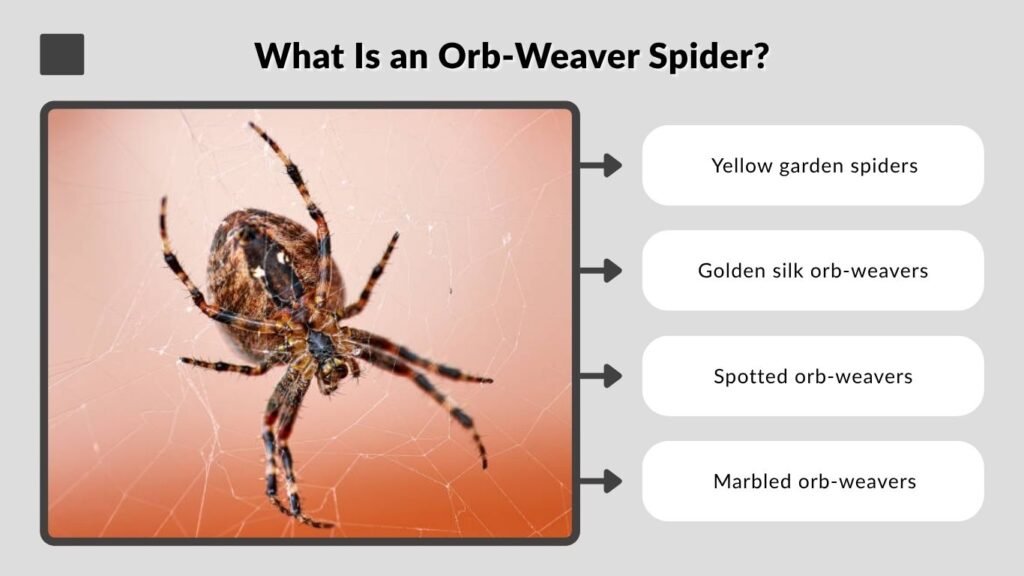 What Is an Orb-Weaver Spider?
