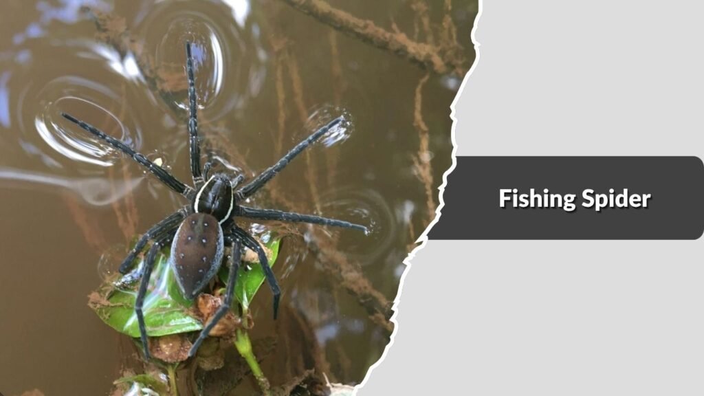 Fishing Spider