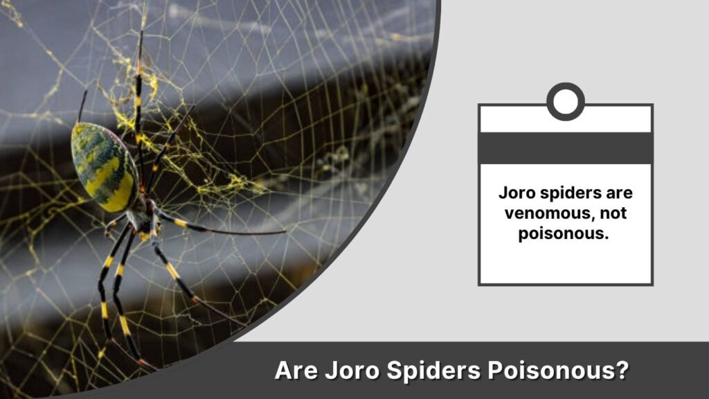 Are Joro Spiders Poisonous?