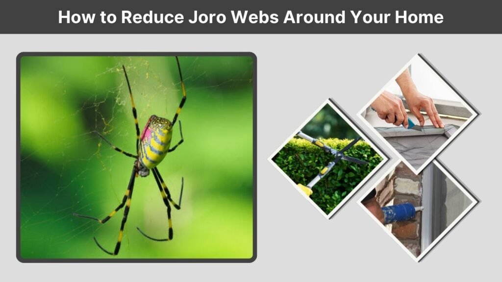 How to Reduce Joro Webs Around Your Home