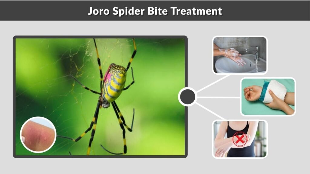 Joro Spider Bite Treatment