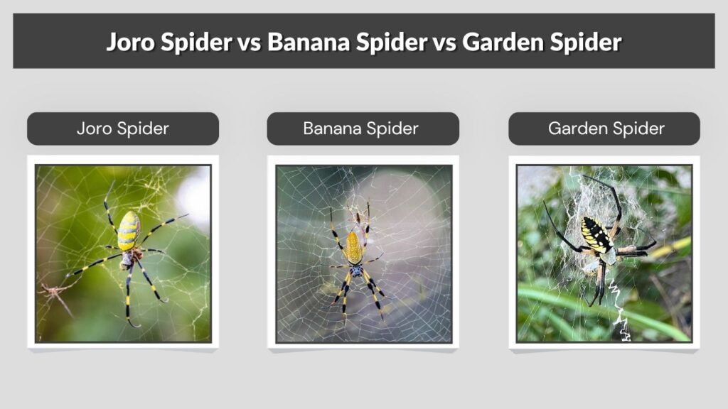 Joro Spider vs Banana Spider vs Garden Spider