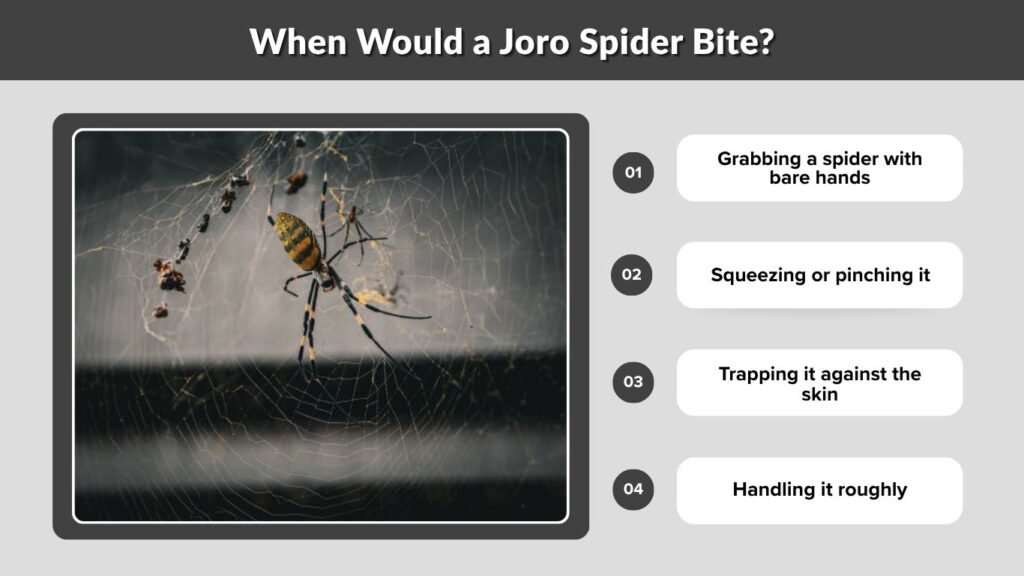 When Would a Joro Spider Bite?