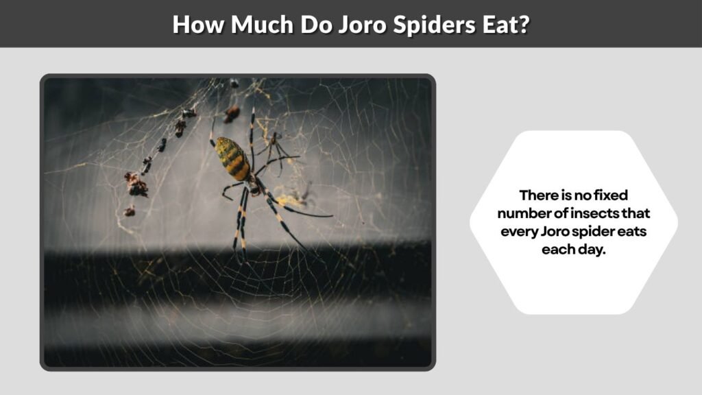 How Much Do Joro Spiders Eat?
