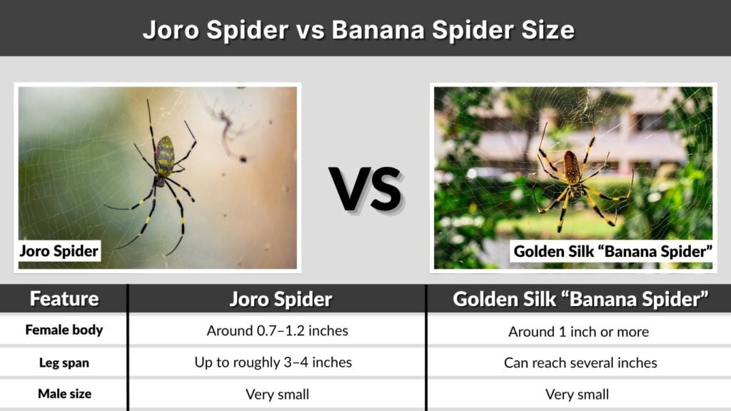 Joro Spider vs Banana Spider Size