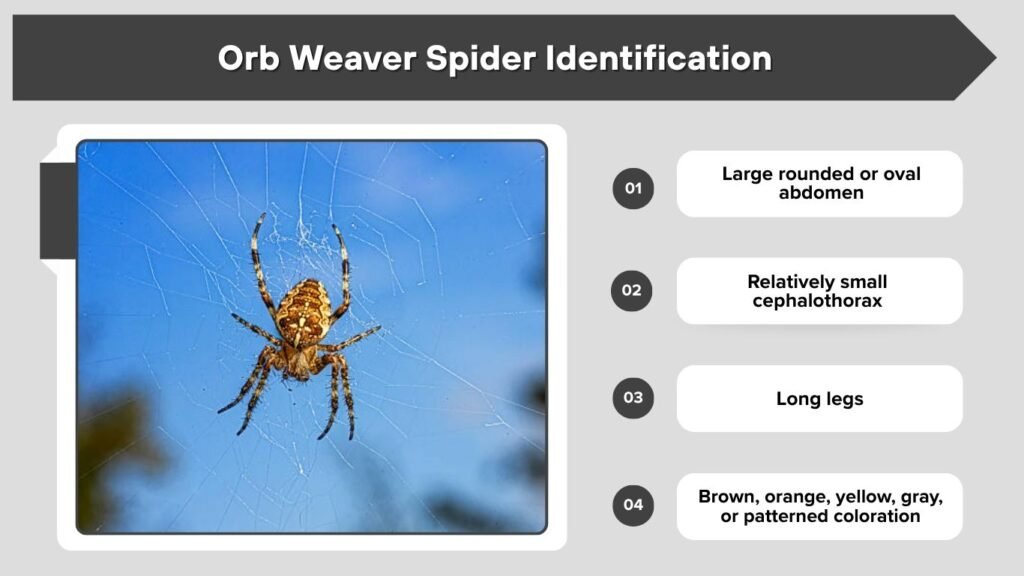Orb Weaver Spider Identification