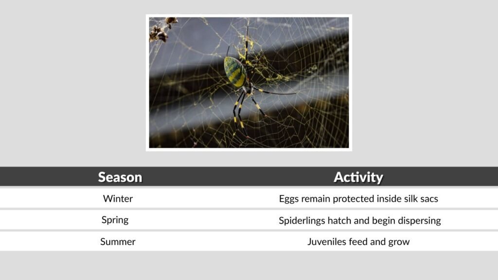 What Time of Year Do Joro Spiders Spread?