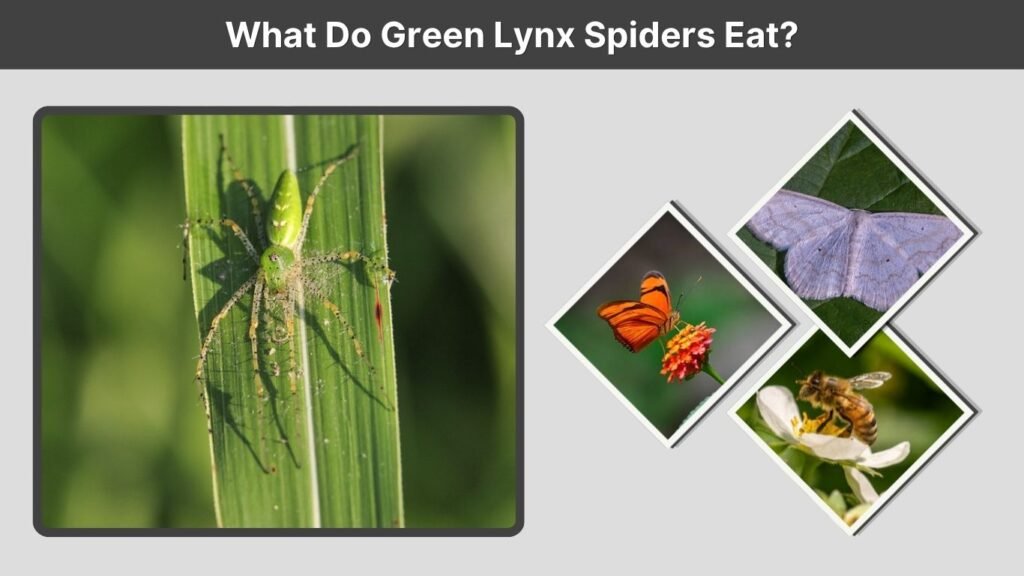 What Do Green Lynx Spiders Eat?