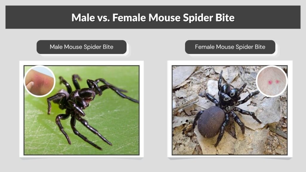 Male vs. Female Mouse Spider Bite