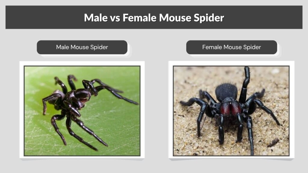 Male vs Female Mouse Spider