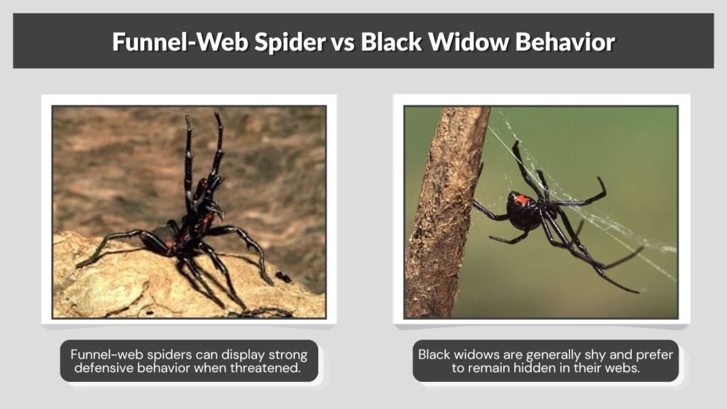 Funnel-Web Spider vs Black Widow Behavior