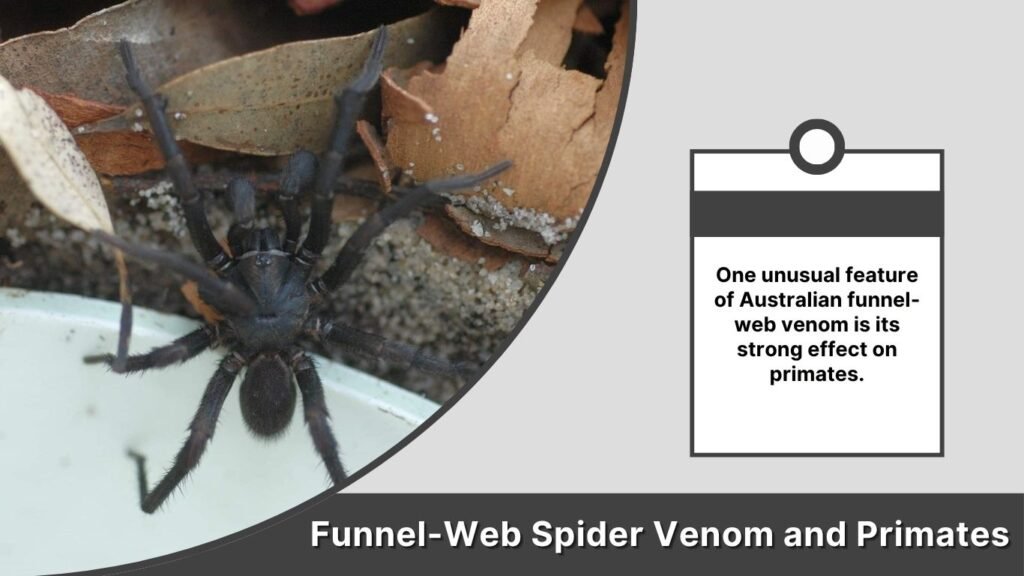 Funnel-Web Spider Venom and Primates