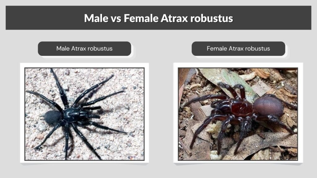 Male vs Female Atrax robustus