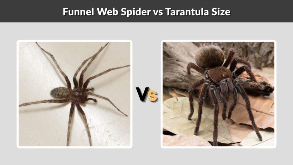Funnel Web Spider vs Tarantula Size