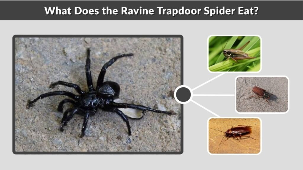 What Does the Ravine Trapdoor Spider Eat?