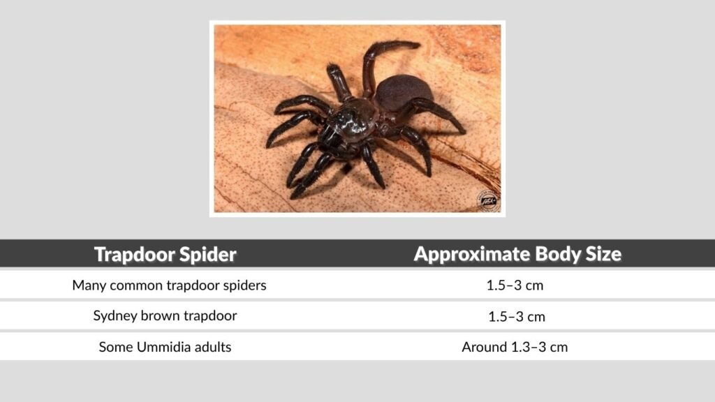 Ravine, Southern and Other Trapdoor Spider Sizes