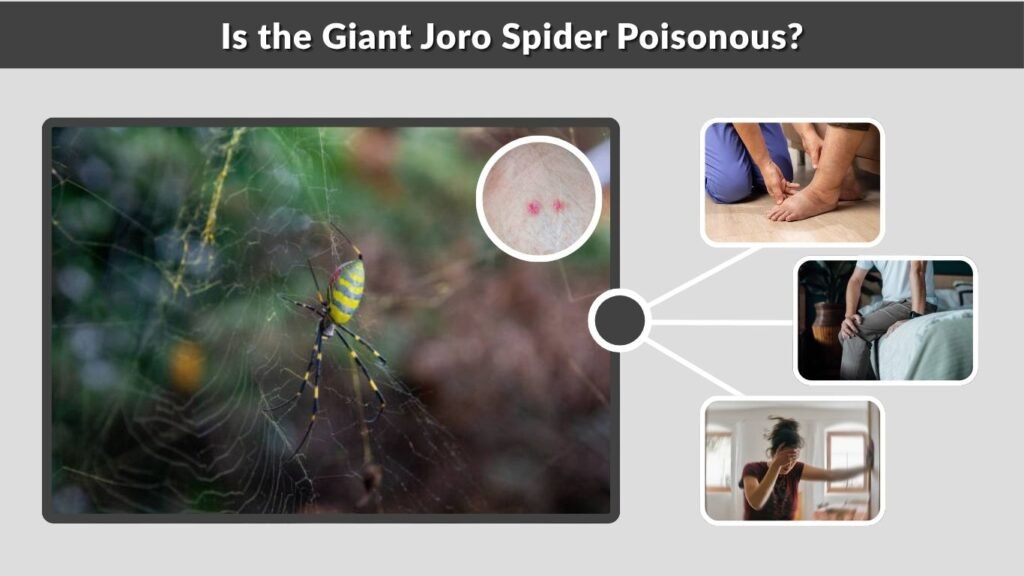 Is the Giant Joro Spider Poisonous?