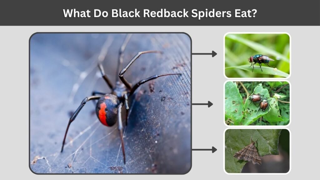 What Do Black Redback Spiders Eat?