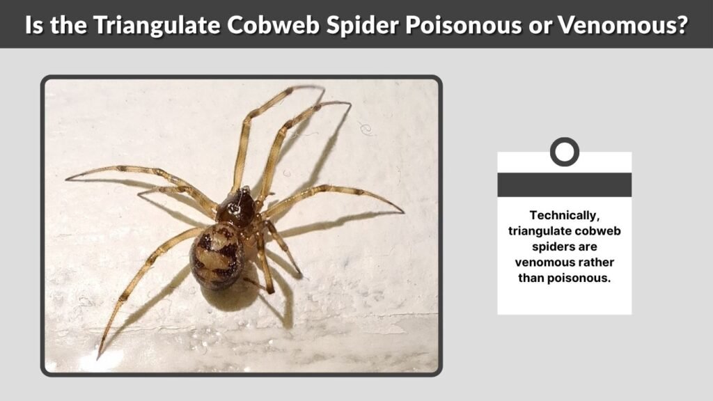 Is the Triangulate Cobweb Spider Poisonous or Venomous?