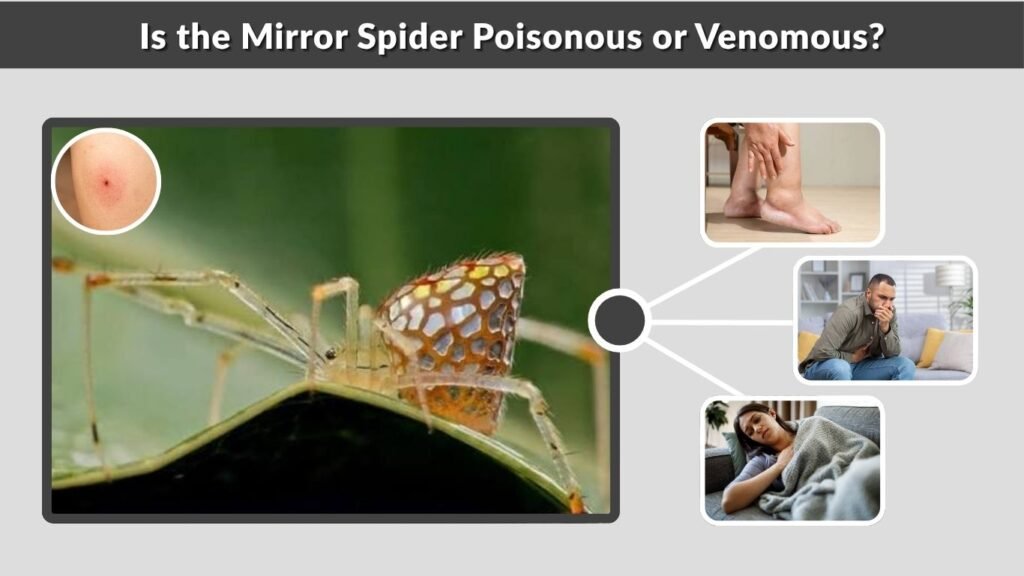 Is the Mirror Spider Poisonous or Venomous?