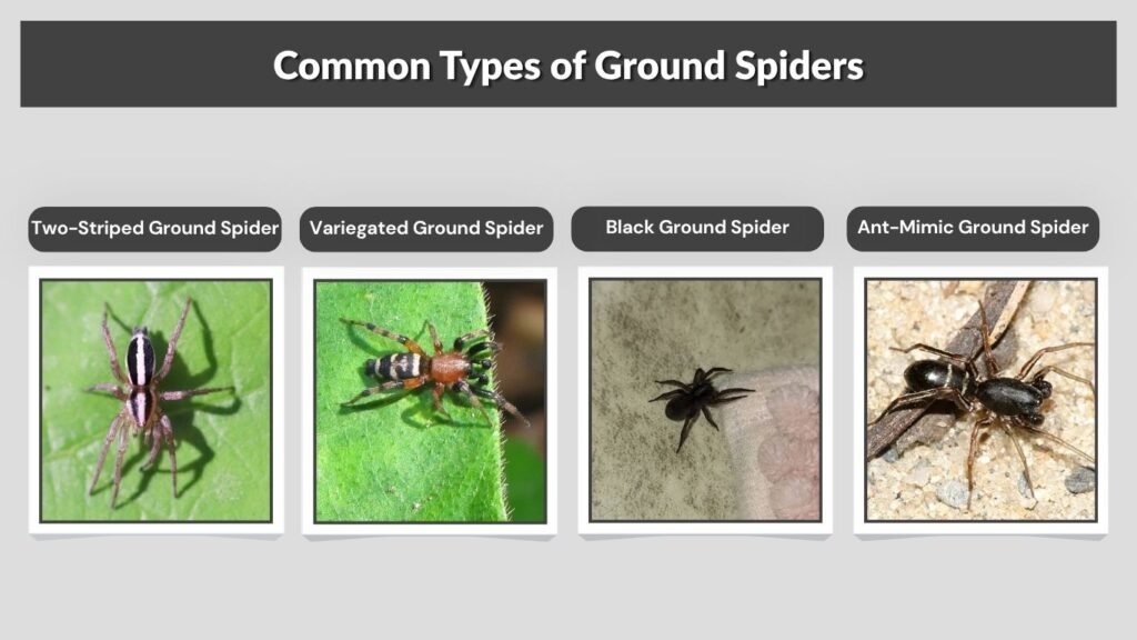 Common Types of Ground Spiders