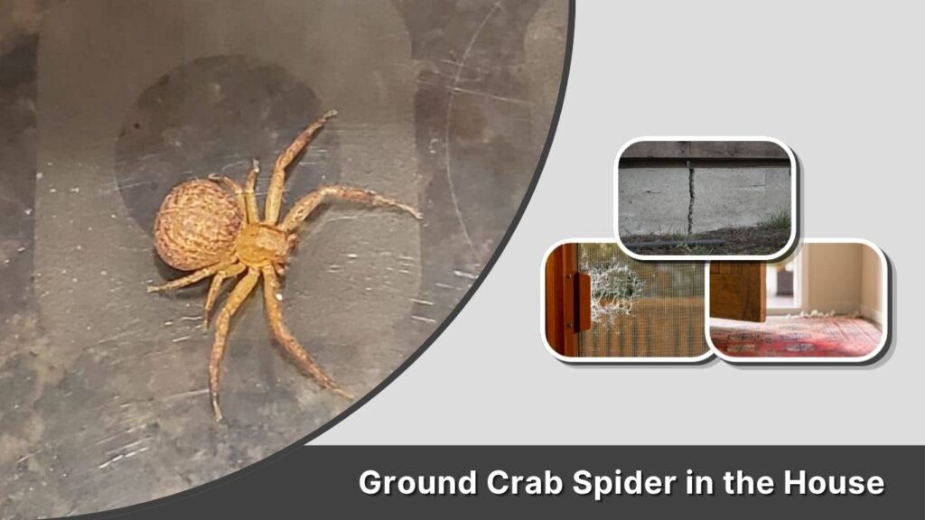 Ground Crab Spider in the House