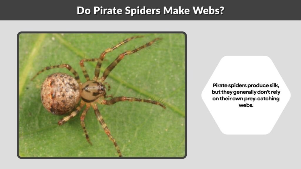 Do Pirate Spiders Make Webs?