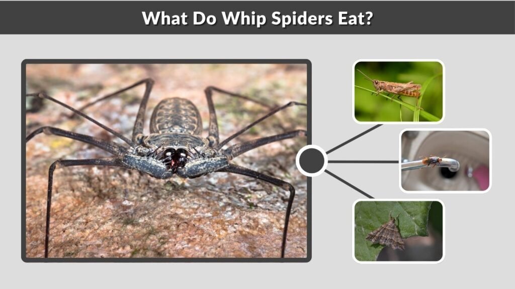 What Do Whip Spiders Eat?