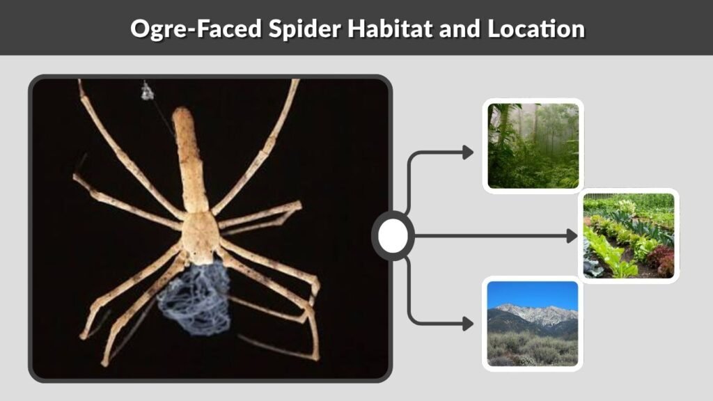 Ogre-Faced Spider Habitat and Location