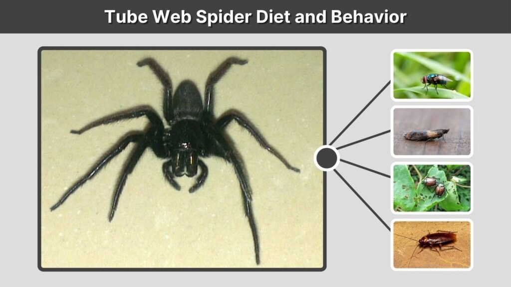 Tube Web Spider Diet and Behavior
