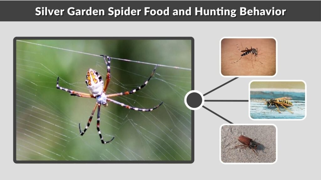 Silver Garden Spider Food and Hunting Behavior