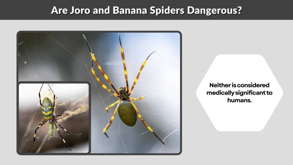 Are Joro and Banana Spiders Dangerous?