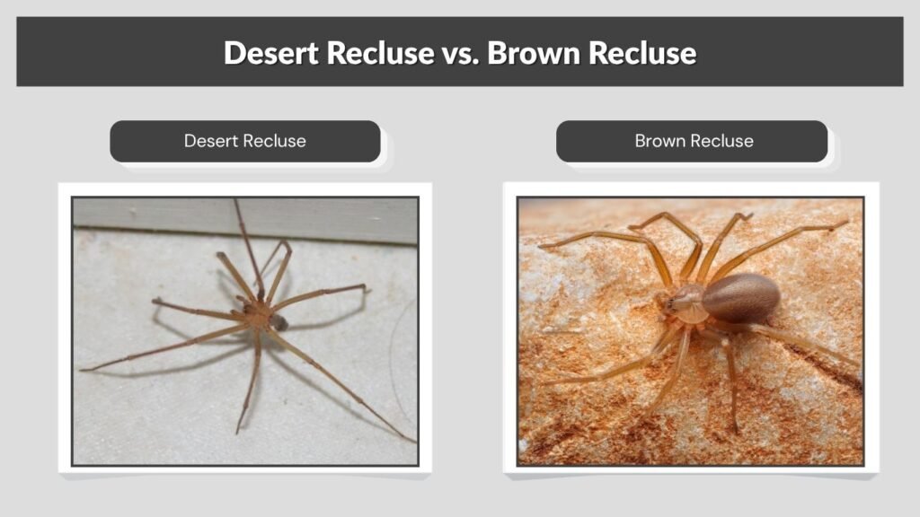 Desert Recluse vs. Brown Recluse